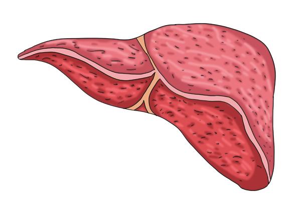 喝蜂蜜水能够促进肝脏修复，是真是假？肝病患者都能喝蜂蜜水吗？