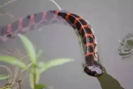 农村最常见的赤链蛇分为几种？它们到底有没有毒？可不要小看了它图片