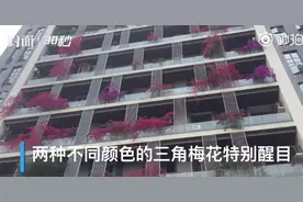 成都一小区现30层楼高花墙 业主开门踏进花丛图片