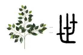 《说文解字》第379课：细说“世”字，为何“三十年为一世”？图片