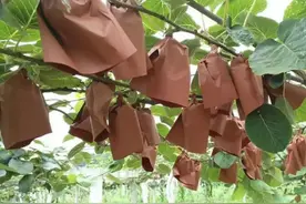 猕猴桃套袋后，这些问题您遇到过吗？图片