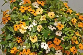 5种花是“爬墙高手”，多见光，别缺水，半年长成“花瀑布”图片