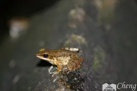 《青蛙蟾蜍鉴别高手速成手册》图片