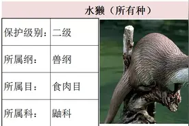 图文：最新(2021版)《水生野生保护动物名录》，划归渔业部门管理图片