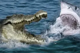史前巨鳄与巨型鲨鱼碰面，两大猛兽的厮杀，谁会更胜一筹？图片