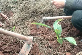 山里野生特多，一挖几十斤，如今腌成咸菜30元一斤，外形像螺丝图片