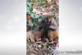 桂林七星公园野生猕猴被指遭恶意捕捉受伤，景区回应图片