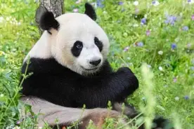 好消息！今年首只熊猫幼仔在荷兰出生！图片