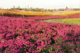 唐山：千顷花海填平“城市裂痕”图片