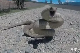 世界上咬杀猫狗数量最多的毒蛇，5年内咬伤646只猫和522条狗图片