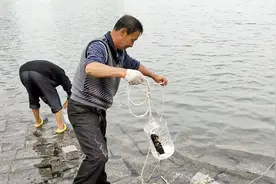 一个塑料桶 也能抓到鱼 自制的捕鱼神器 抓起鱼来太简单了视频封面