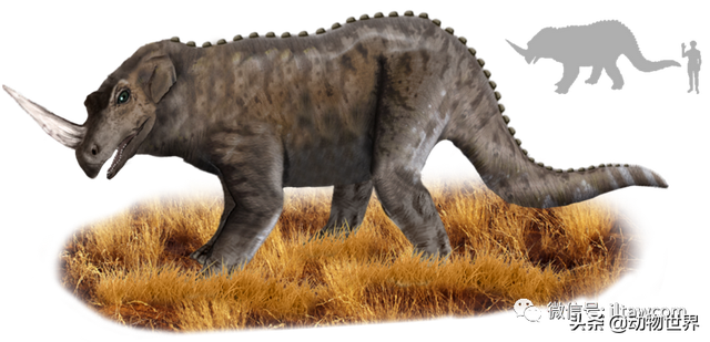 不可思议的神秘动物（四）