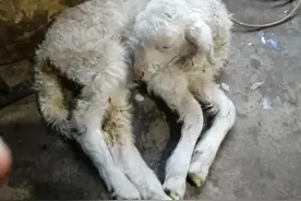 羊拉稀像水一样怎么办？羊拉稀怎么治好得快？这里有详细方案图片