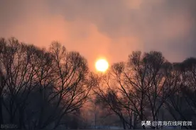 冬日的阳光有点吝啬，树枝光秃秃的互相张望着图片