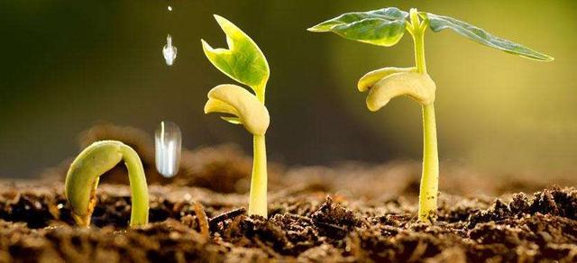 菌肥：农业的大师，各种常见微生物菌的不同作用及使用方法