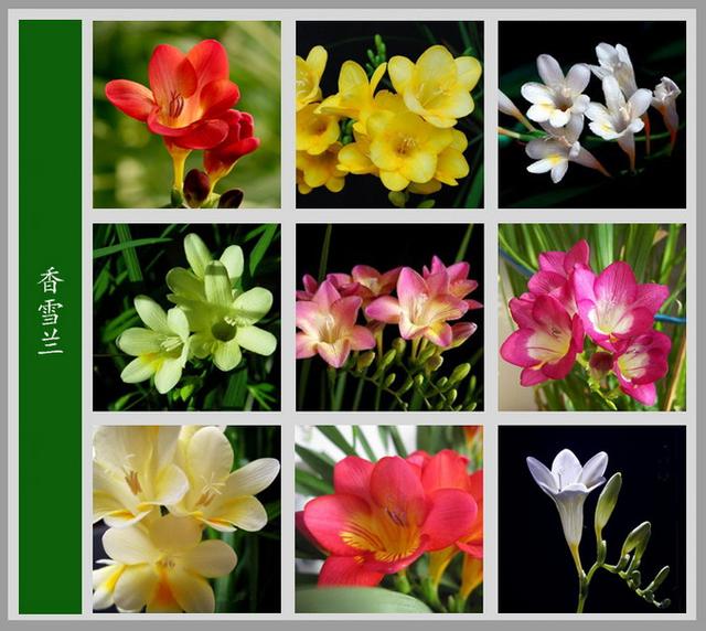 家庭花卉图片大全及花名(家庭养花大全130种花卉)-措必培