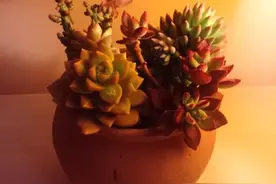 怎样养护开花后的多肉植物～让多肉长花剑后不再害怕图片