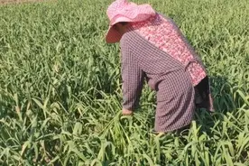 农村新工作一天180，简单好干但是年轻人干不了，看看中午吃啥图片