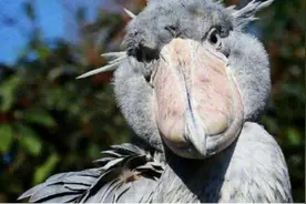 因为对人类过于友好，这种鸟快要灭绝图片