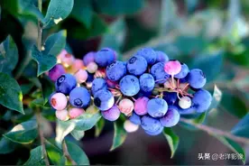 蓝莓开花会是什么样呢？吃过蓝莓的你不一定知道！图片