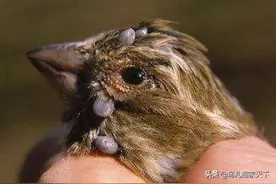 笼养鸟儿体外寄生虫处理和预防小常识图片