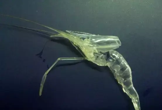 过好对虾养殖“补钙”关，学会正确补钙很重要！