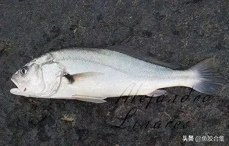 越南蜘蛛胶是什么鱼胶 越南蜘蛛胶是哪种鱼