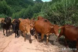 农村养牛，目前有4种方式，哪种经济效率高？图片