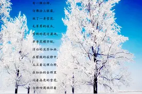 白桦~诗歌朗诵图片