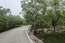五一打卡费县网红村杨树行图片