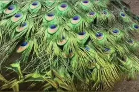 冷门养殖，养孔雀比养鸡难度小，利润却要大的多图片