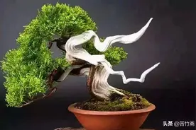 老人喜欢养花草的原因图片