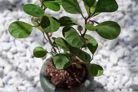 家里养盆小菩提盆栽，观果又观叶，室内外随意种，还没有病虫害图片