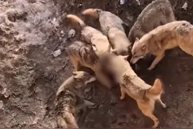 新疆一泰迪掉入狼群被围攻致死，目击者：狗抓了主人，主人没抱好图片