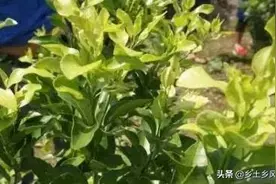 叶子黄缺什么肥料？主要是缺这五类肥，对症施肥才是正确的做法图片