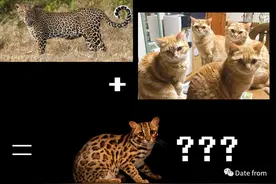 点进来看豹猫图片
