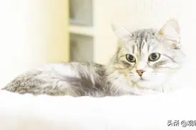 猫咪的寿命有多长？猫的寿命长短与什么有关？图片