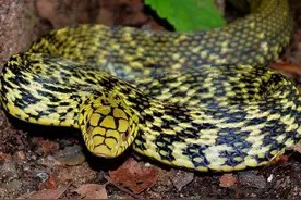 菜花蛇 VS 眼镜王蛇，究竟谁强谁弱？谁才是真正的“百蛇之王”图片