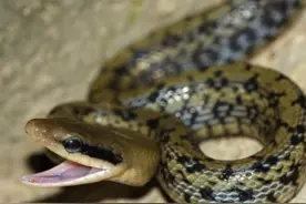 菜花蛇有人说有毒有人说无毒是怎么回事？原来是几种蛇“重名”了图片