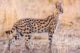 中国允许养的十种稀有宠物：刺猬上榜美西钝口螈叫做六角恐龙图片