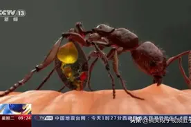 红火蚁咬伤后的症状及处理方法-五一劳动节户外旅游安全须知图片