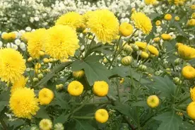 每日中药——菊花图片