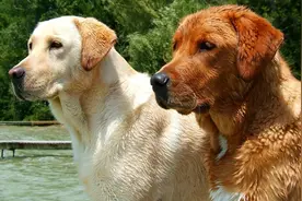 30种知名大型宠物犬图片