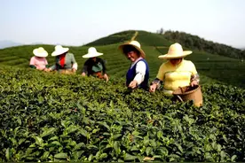 喜欢喝茶的焦作人速看！雨前一级西湖龙井来了，价格太便宜了！图片