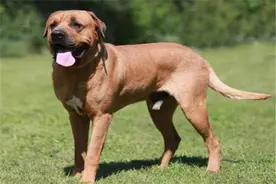 全球10大最凶的狗，土佐犬和比特犬成功入选，你敢养吗？图片