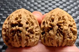 文玩核桃野生粗筋品种——龙樽、将军膀、麒麟元宝图片