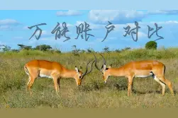中国人寿鑫享至尊（庆典版）深度剖析之附加万能账户图片