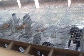 笼式养殖，比如养鸽子，狐狸，兔子等，推荐一种围网，耐用又便宜图片