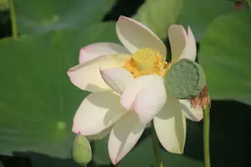 出水莲：莲的心事图片