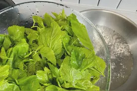 厉害了！广东人用这些叶子做成菜图片